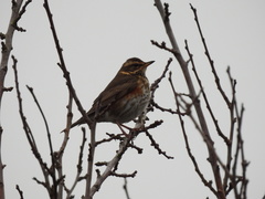 Turdus iliacus
