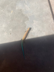 Chalcides sexlineatus