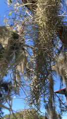 Tillandsia usneoides