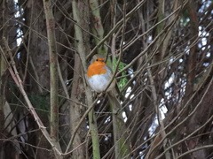 Erithacus rubecula