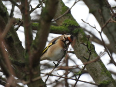 Carduelis carduelis