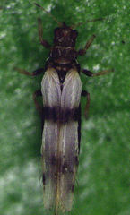 Parthenothrips dracaenae