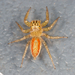 Dimorphic Jumping Spider - Photo (c) Meghan Cassidy, some rights reserved (CC BY-SA), uploaded by Meghan Cassidy