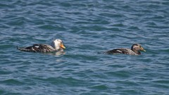 Tachyeres leucocephalus