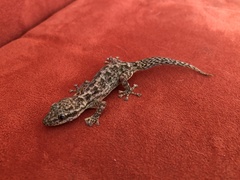 Phyllodactylus reissii