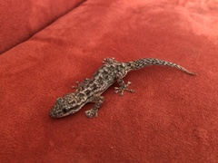 Phyllodactylus reissii