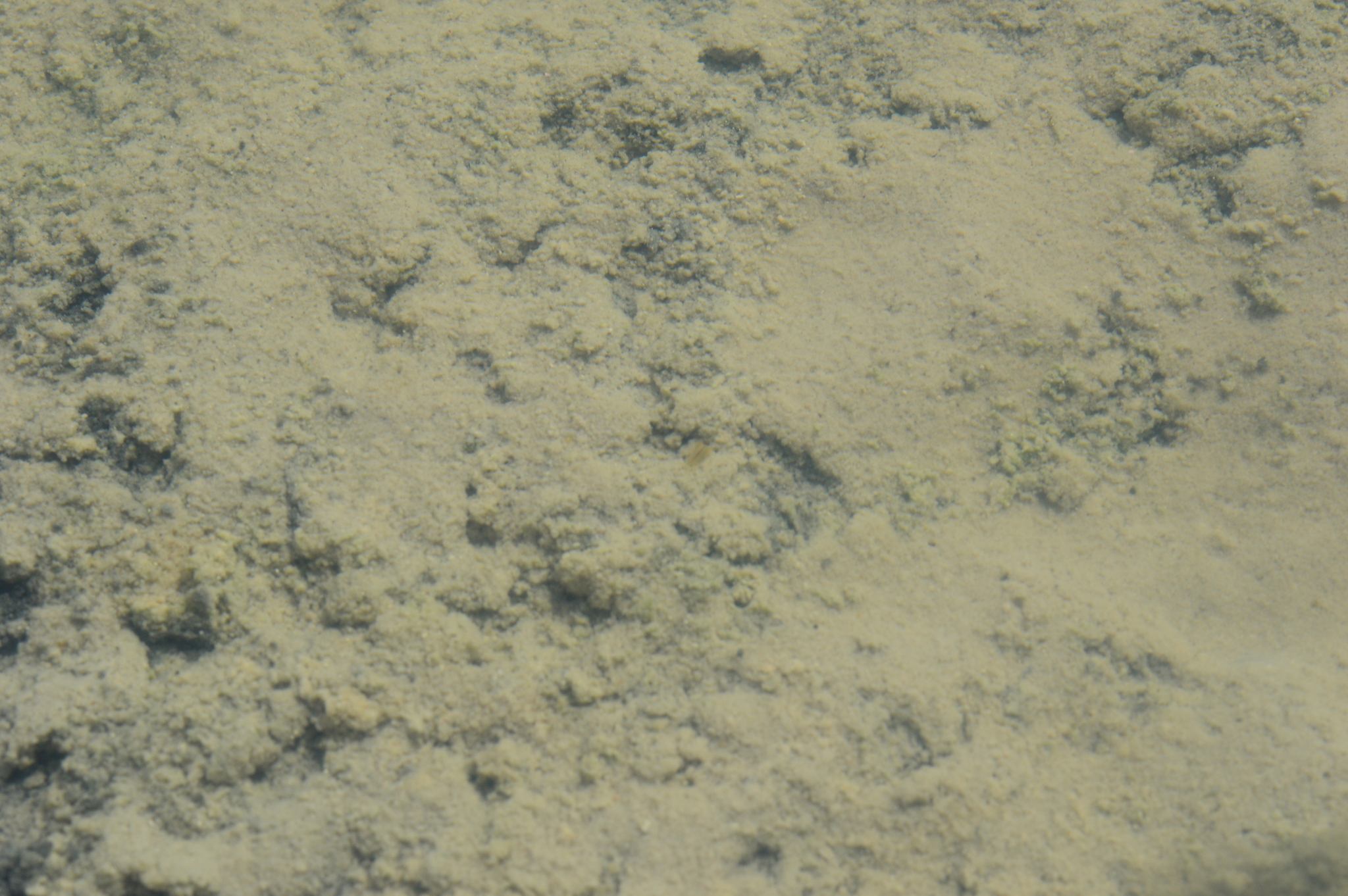 Artemia monica Verrill, 1869