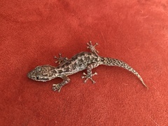 Phyllodactylus reissii