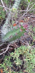 Stenocereus standleyi