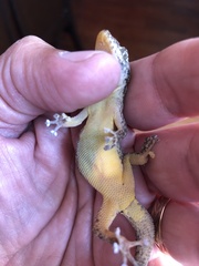 Phyllodactylus reissii