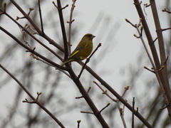 Chloris chloris