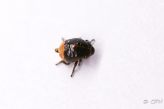 Clastoptera juniperina