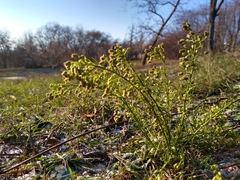 Erigeron canadensis