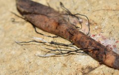 Xylaria sicula