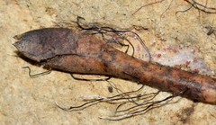 Xylaria sicula
