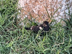 Lanius melanoleucus melanoleucus