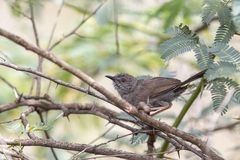 Calamonastes simplex