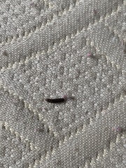 Arthropoda
