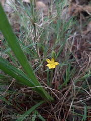 Hypoxis mexicana