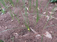 Hypoxis mexicana