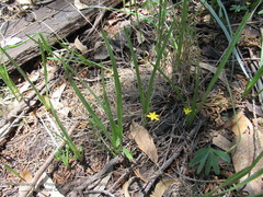 Hypoxis mexicana