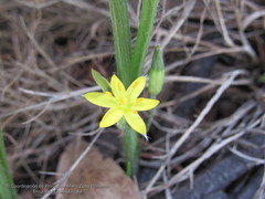 Hypoxis mexicana