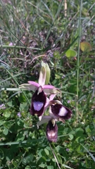 Ophrys bertolonii
