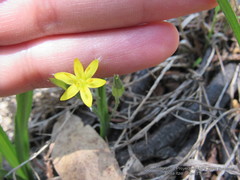 Hypoxis mexicana