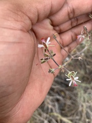 Pelargonium carnosum carnosum