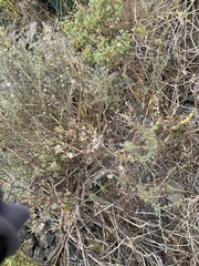 Pelargonium carnosum carnosum