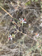 Pelargonium carnosum carnosum