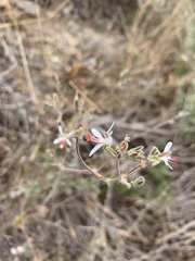 Pelargonium carnosum carnosum
