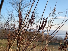 Amorpha fruticosa