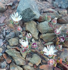 Mesembryanthemum paulum