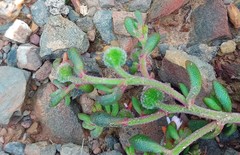 Mesembryanthemum paulum