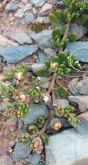 Mesembryanthemum paulum