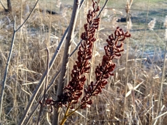 Amorpha fruticosa