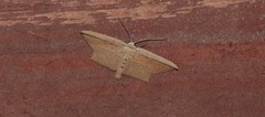 Phalacra vidhisara
