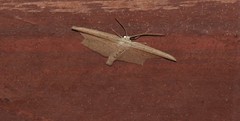 Phalacra vidhisara