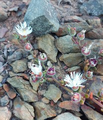 Mesembryanthemum paulum