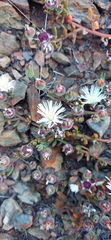 Mesembryanthemum paulum
