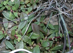 Mesembryanthemum paulum