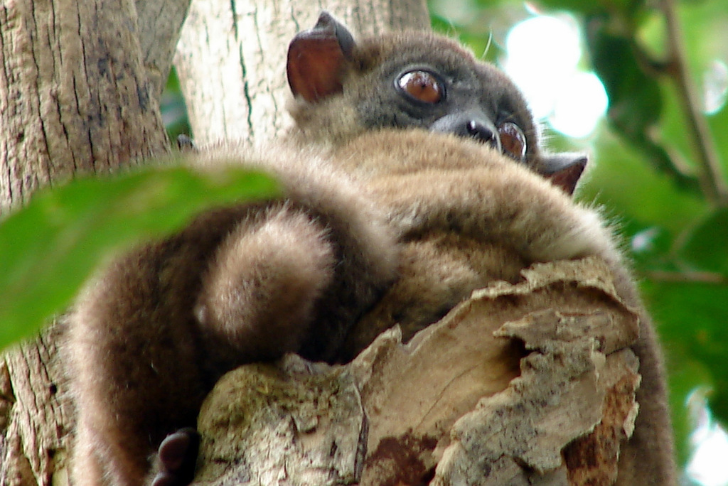 Ankarana Sportive Lemur