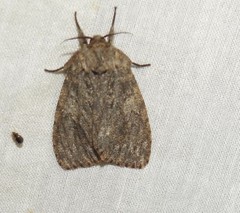 Lymantria nussi