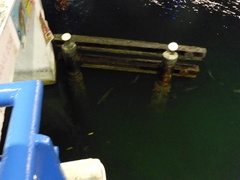 Megalops atlanticus