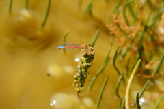 Protallagma titicacae