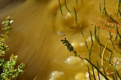 Protallagma titicacae