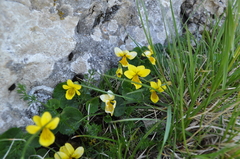 Viola caucasica