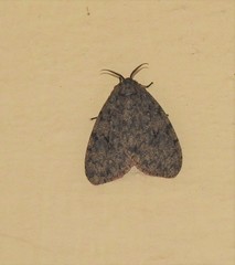 Lymantria nussi