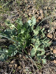 Sanicula bipinnatifida